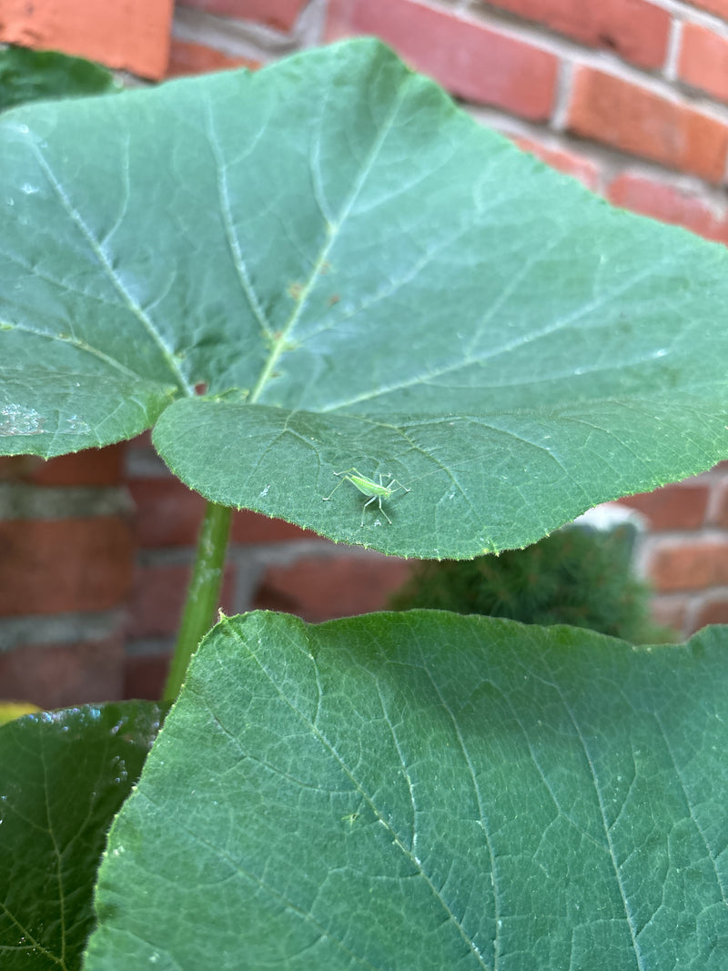 Sauterelle à feuilles géantes de Floride — photo 4 sur 5