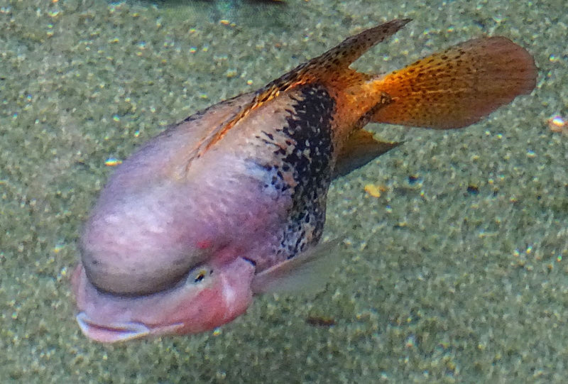 Cichlidé Flowerhorn — Bild 1
