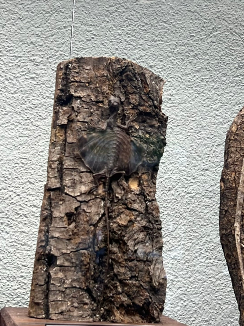 Flugdrache — photo 1 sur 1