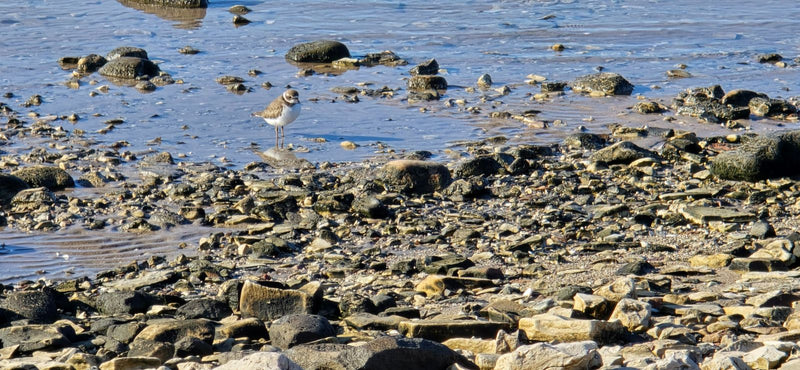 Un petit gravelot se tient dans l'eau peu profonde sur une rive caillouteuse.