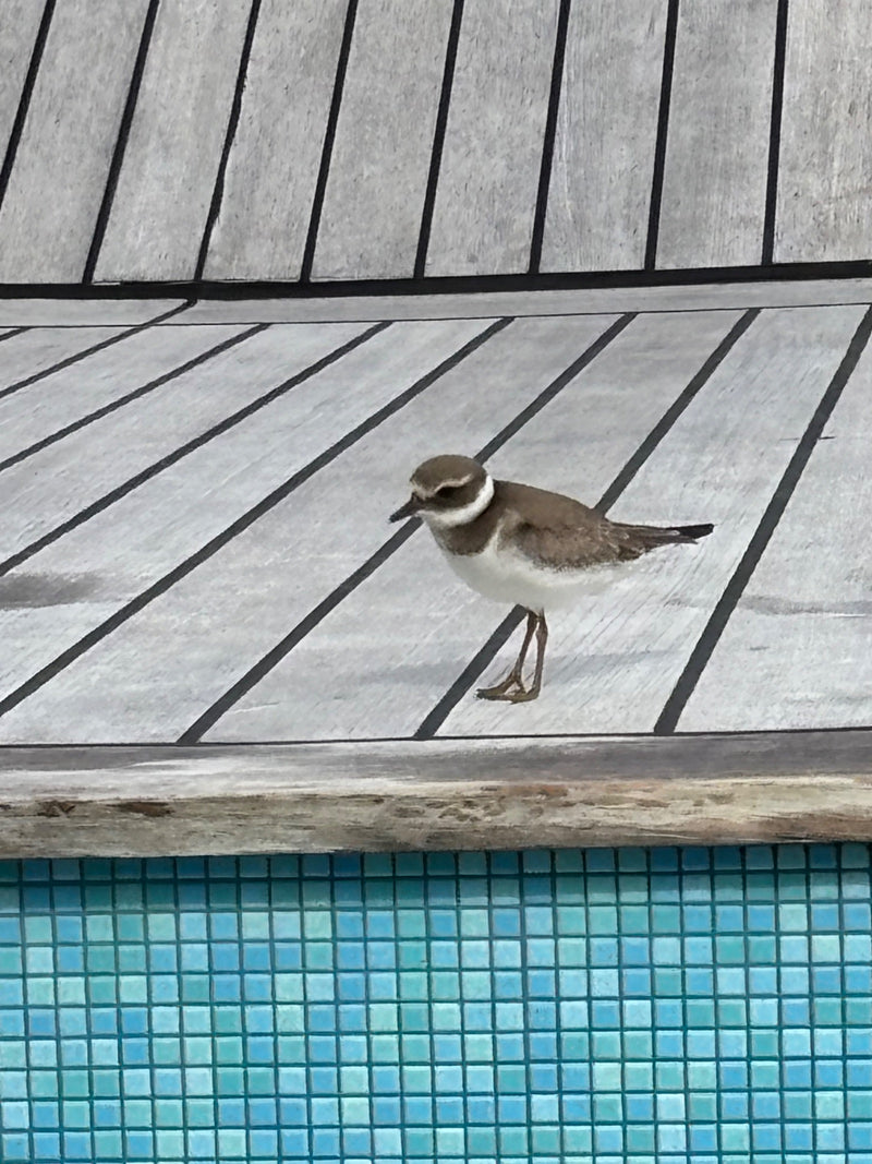 Un petit gravelot se tient de profil sur une terrasse en bois à lattes, à côté de carrelages bleus.
