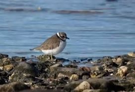 Un petit gravelot se tient de profil sur une rive caillouteuse près de l'eau.