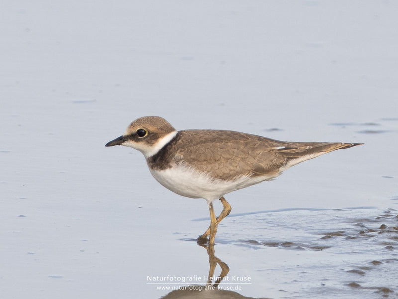 Un petit gravelot se tient dans l'eau peu profonde sur une rive sableuse. Le petit oiseau est clairement visible de profil.