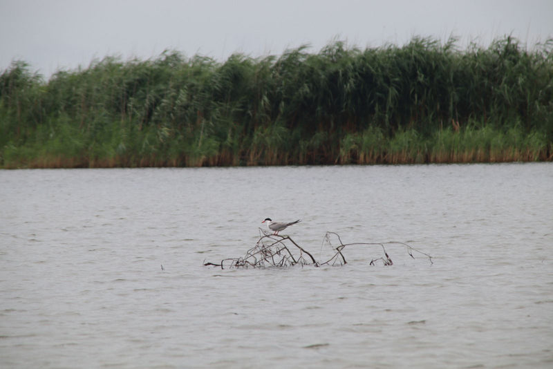 Unesterne pierregarin est posée sur une branche émergeant de l'eau. En arrière-plan, on aperçoit une rive recouverte de roseaux.