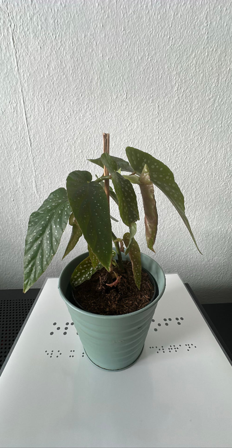 Truite Bégonia — Bild 2