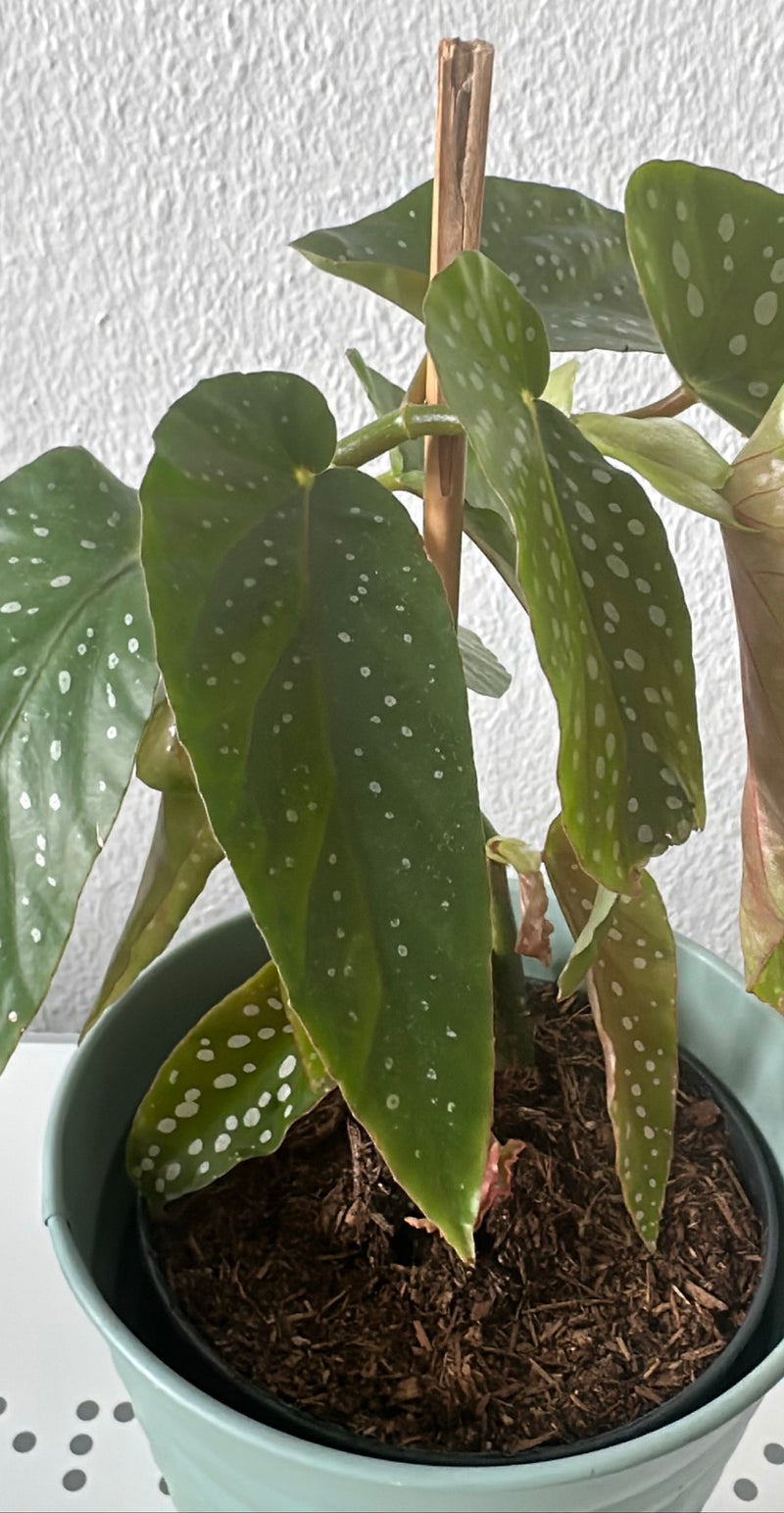 Truite Bégonia — Bild 1