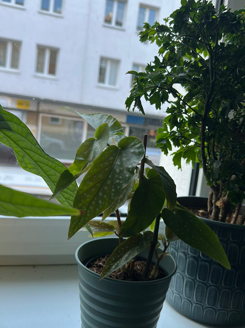 On peut voir un bégonia maculé dans un petit pot de fleurs sur un rebord de fenêtre. Les feuilles allongées caractéristiques aux taches blanches sont bien re...