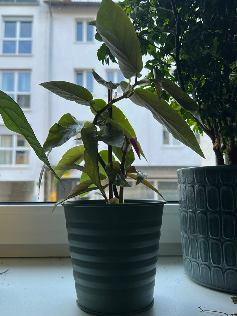 On peut voir un begonia maculata dans un pot de fleurs vert posé sur un rebord de fenêtre. Un bâtiment est flou en arrière-plan.