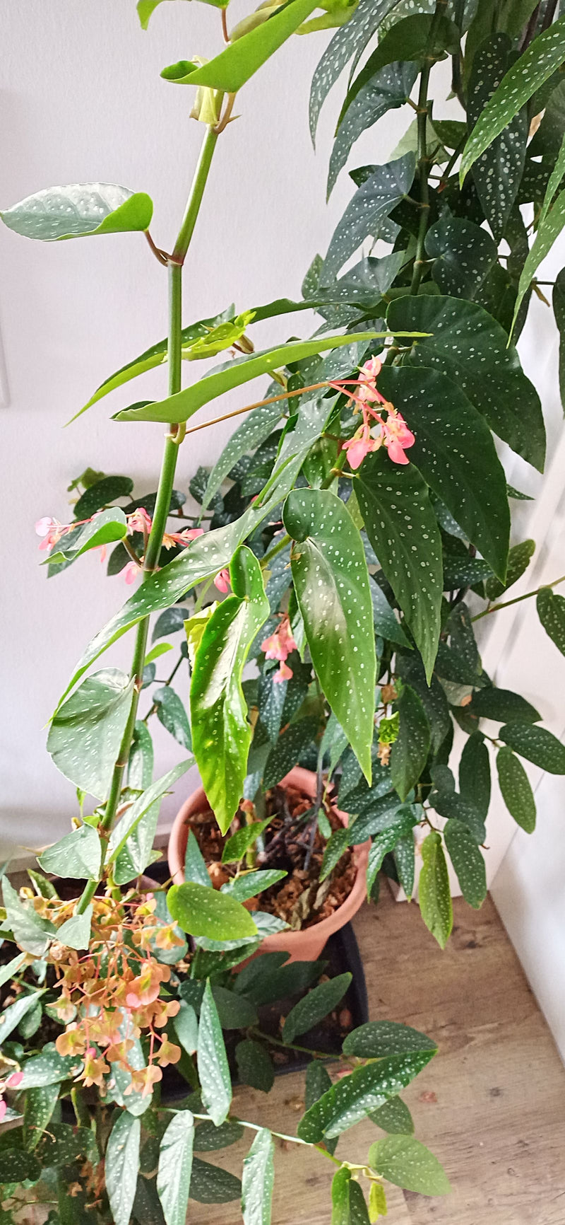 Un bégonia maculé en fleur avec des feuilles vertes tachetées de blanc et des inflorescences roses en pot.
