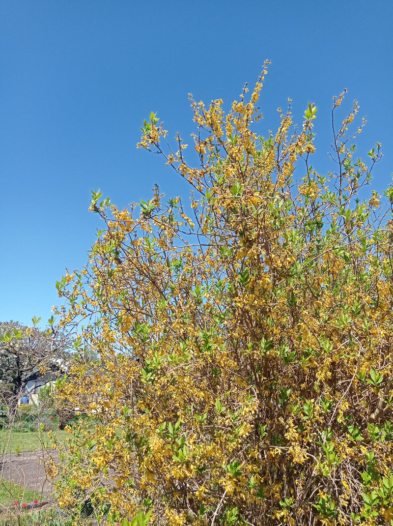 Forsythia (Goldbell) — Bild 1