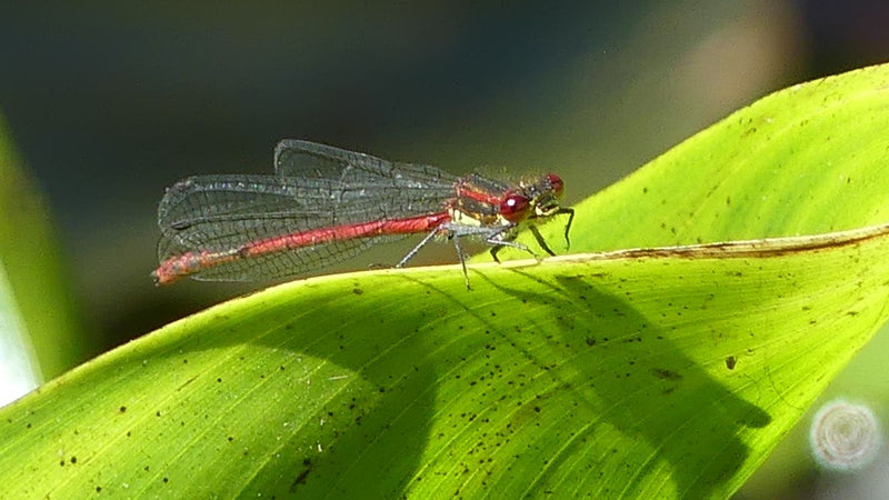 Libellule Adonis précoce — Bild 2