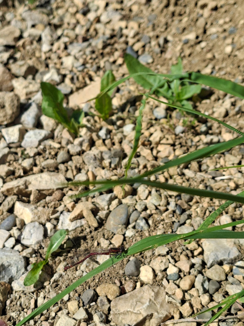 Libellule Adonis précoce — Bild 1