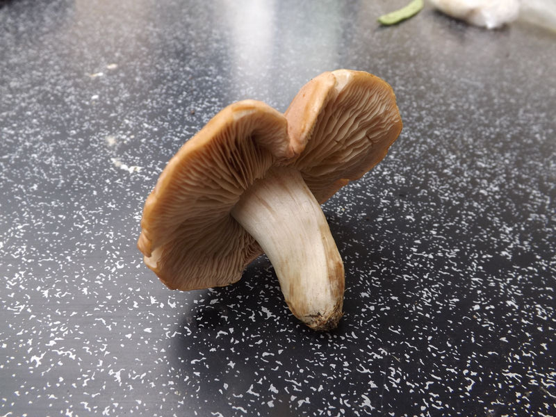 Une agrocybe précoce cueillie repose sur une surface sombre et mouchetée, montrant son chapeau, ses lames et son pied.