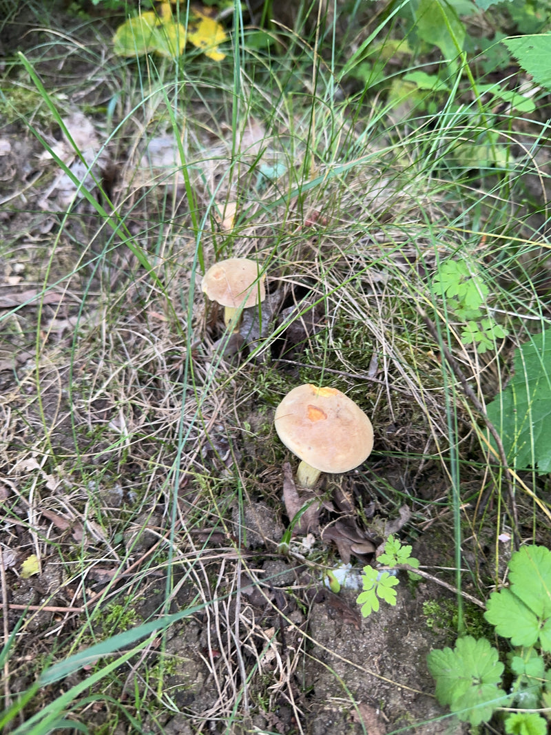 Deux champignons brun clair poussent clairement au milieu de l'herbe et des feuilles sur le sol de la forêt.