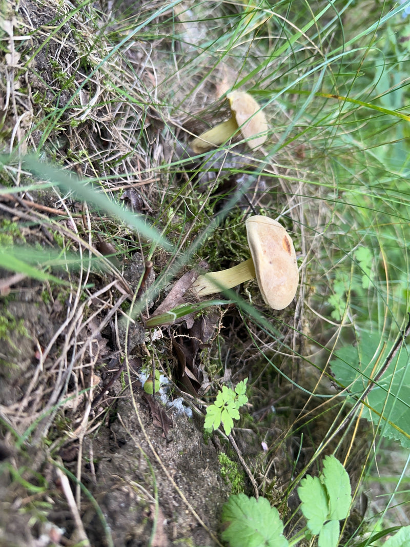 L'image montre deux champignons aux chapeaux et pieds clairs poussant dans l'herbe au sol. Il s'agit du agrocybe précoce.