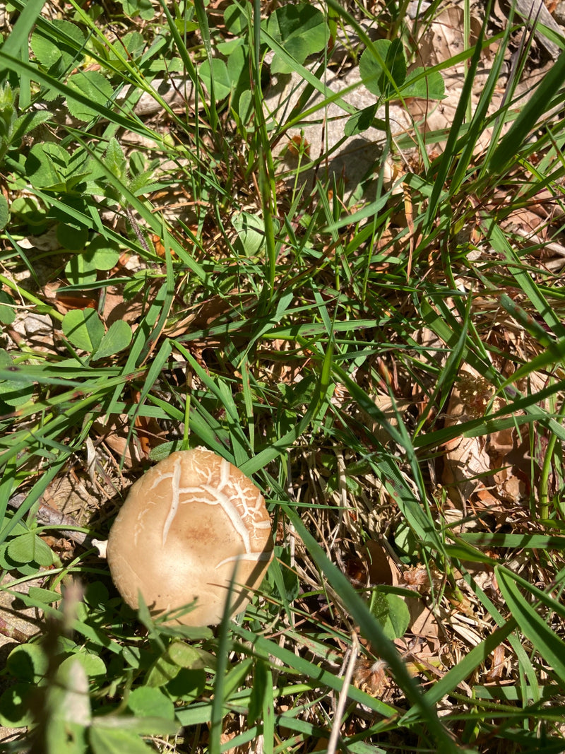 On aperçoit le chapeau brun clair d'un agrocybe précoce poussant parmi l'herbe verte. Le champignon est bien reconnaissable.