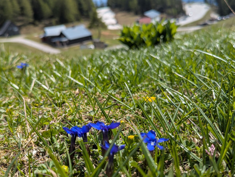 Gentiane de printemps — Bild 1