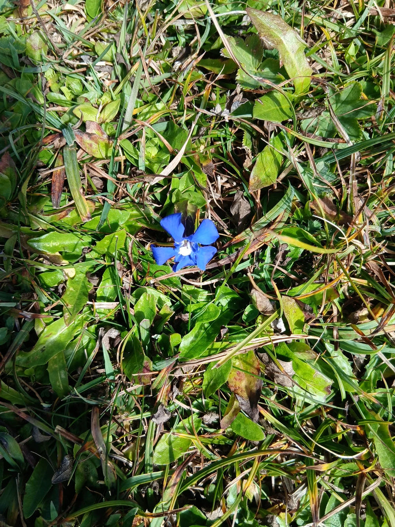 Une fleur ouverte, d'un bleu intense, de gentiane printanière pousse au milieu d'une pelouse dense.