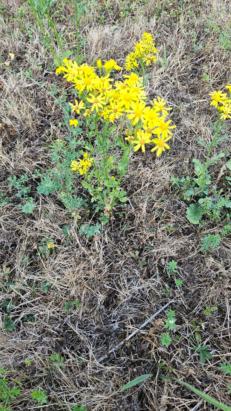 Séneçon de printemps — Bild 1