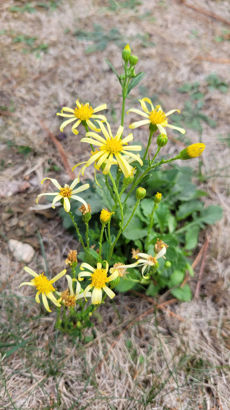 Un séneçon de printemps en fleur avec plusieurs capitules jaunes et des boutons sur un sol sec.