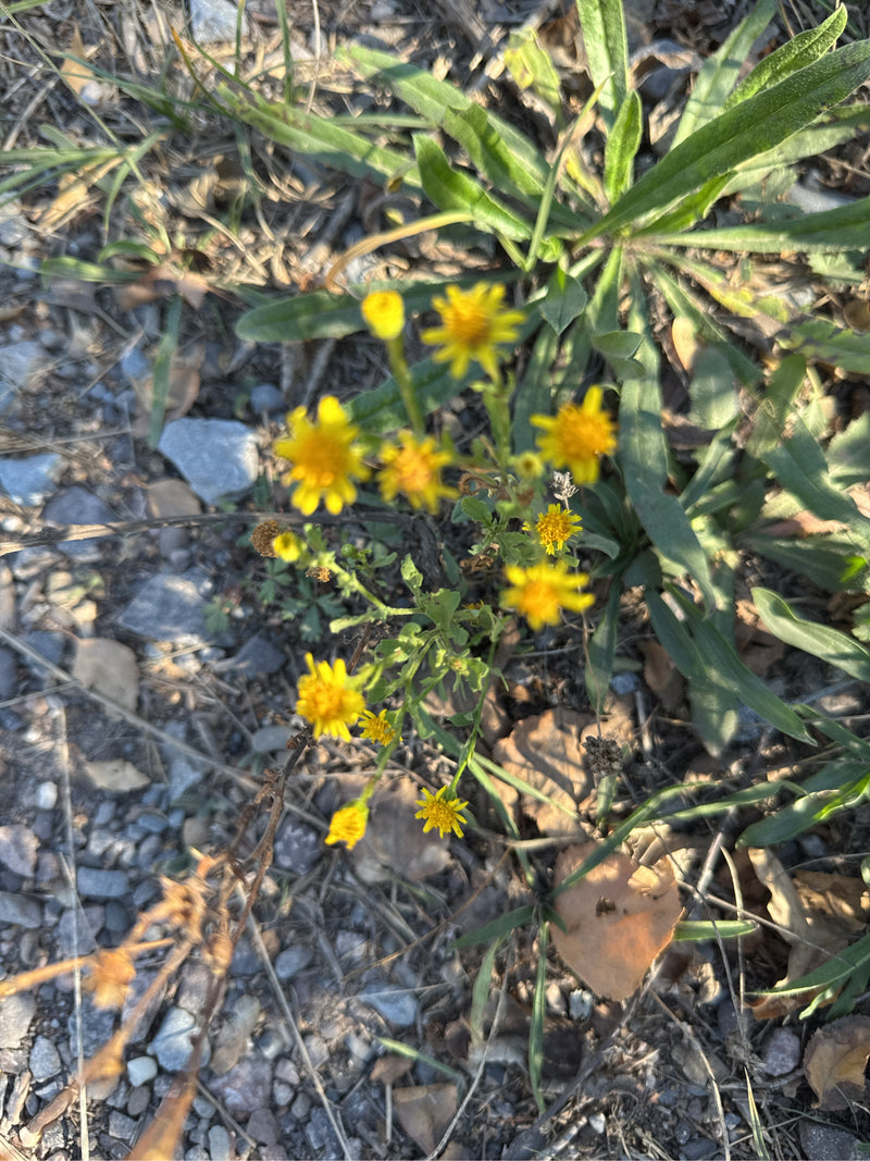 Un séneçon de printemps en fleur avec des capitules jaune vif pousse sur un sol graveleux.