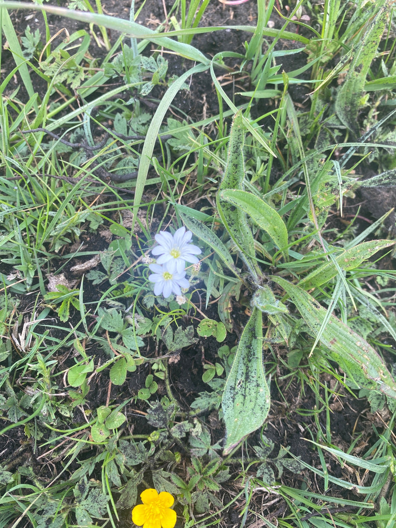 Fleurs de la faim du printemps — photo 1 sur 10