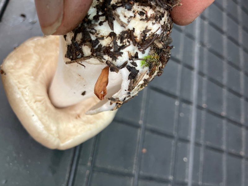 Champignon mortuaire printanier — Bild 5