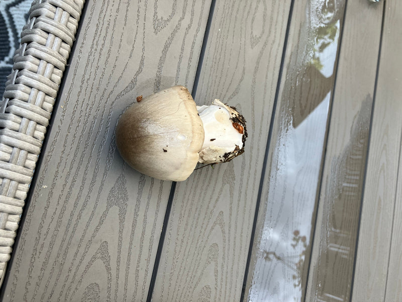 Champignon mortuaire printanier — Bild 3