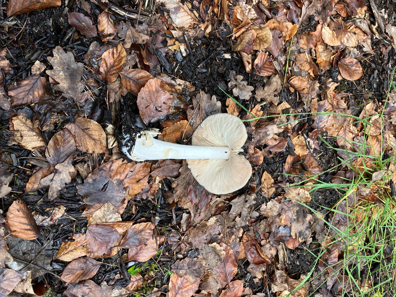 Champignon mortuaire printanier — Bild 1