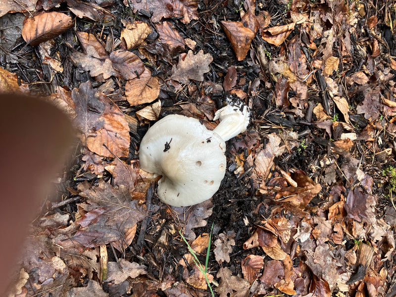 Champignon mortuaire printanier — Bild 2