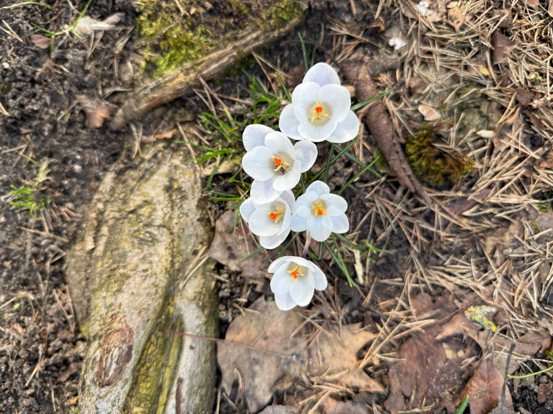 Crocus de printemps — Bild 1