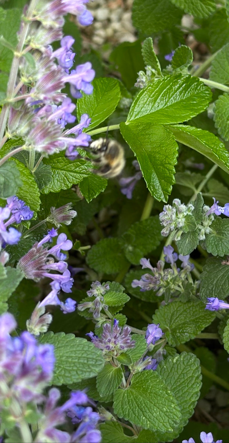 Abeille à fourrure de printemps — Bild 2