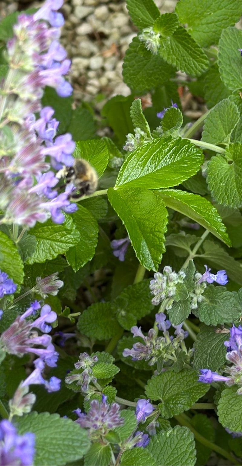 Abeille à fourrure de printemps — Bild 1