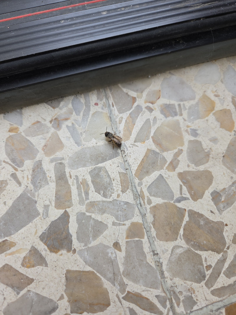 Abeille en soie de printemps — Bild 2