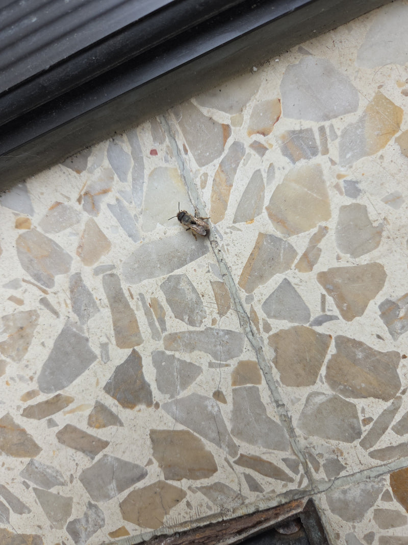 Abeille en soie de printemps — Bild 1