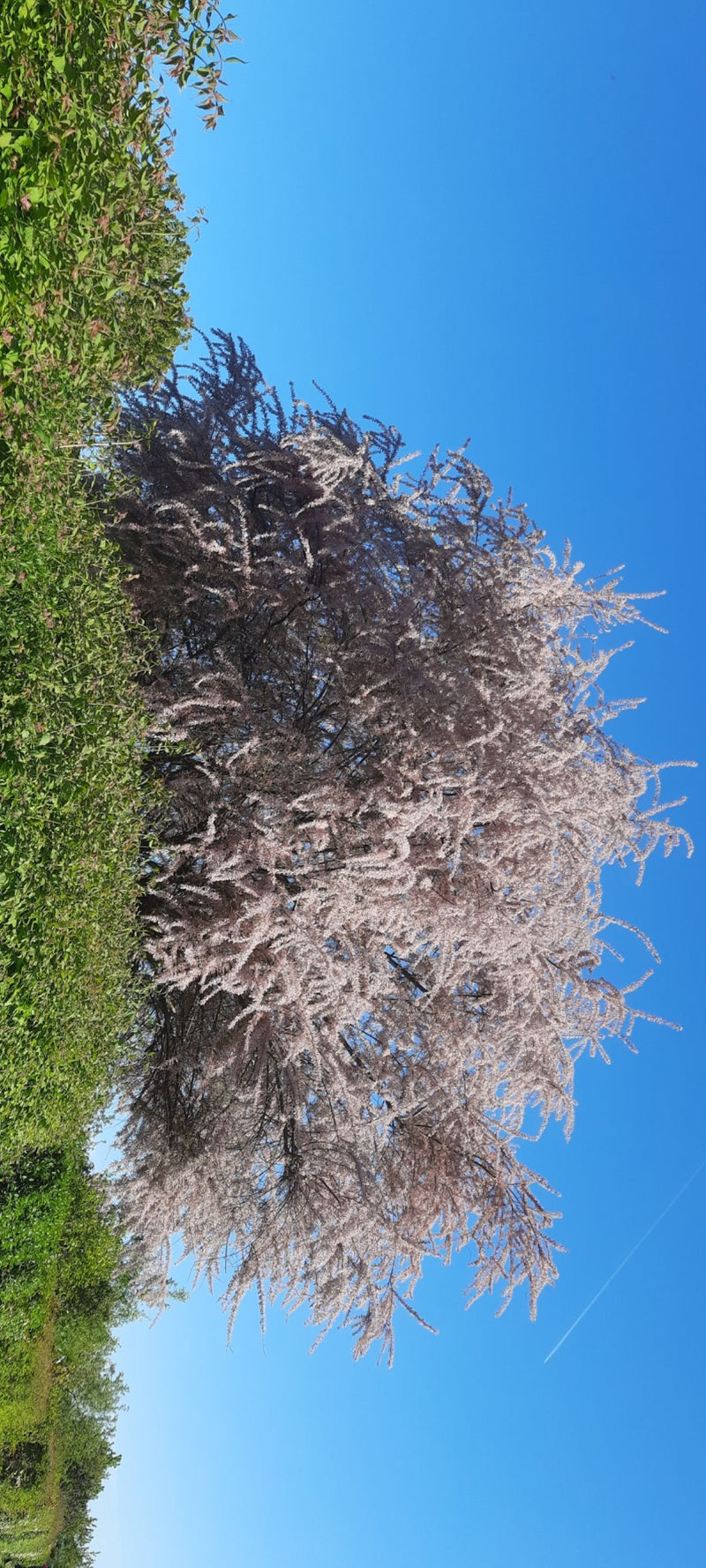 Tamaris de printemps — Bild 1