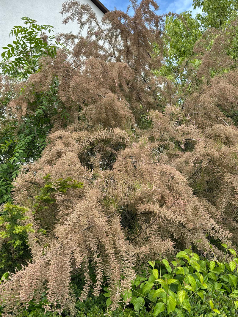 Tamaris de printemps — Bild 2