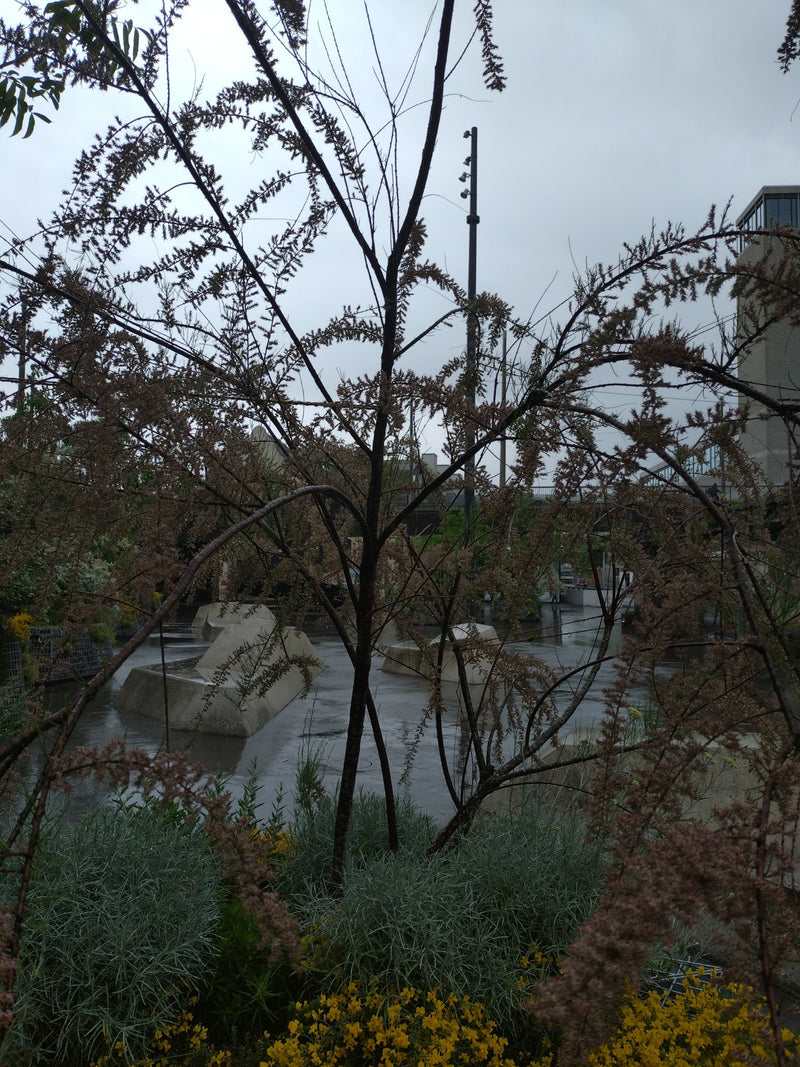 Tamaris de printemps — Bild 1