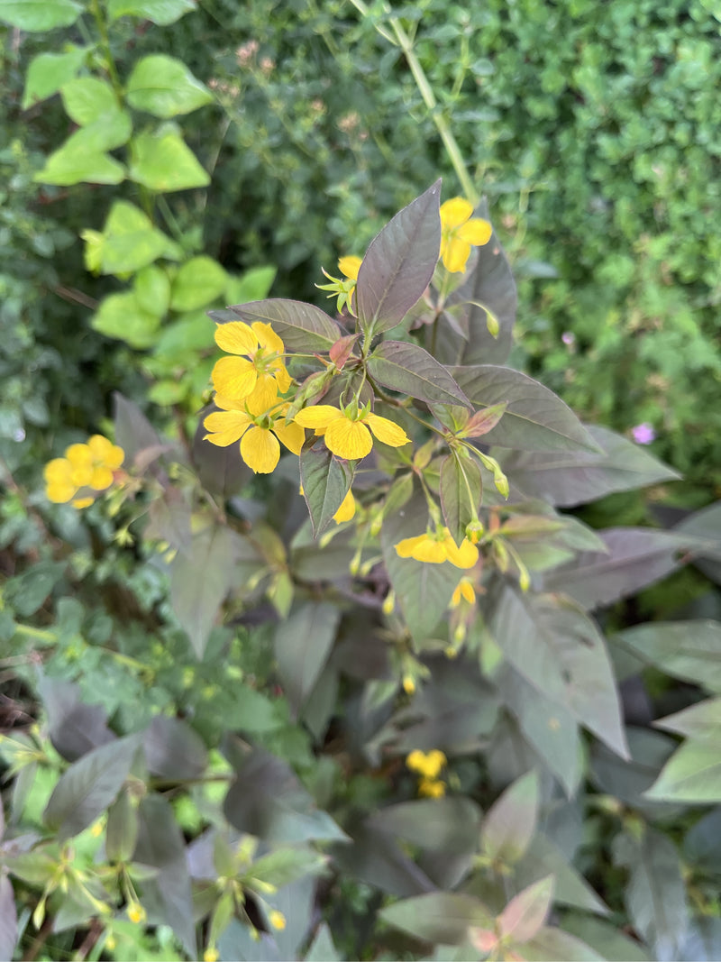 Salicaire frangée (variété 'Firecracker') — Bild 1