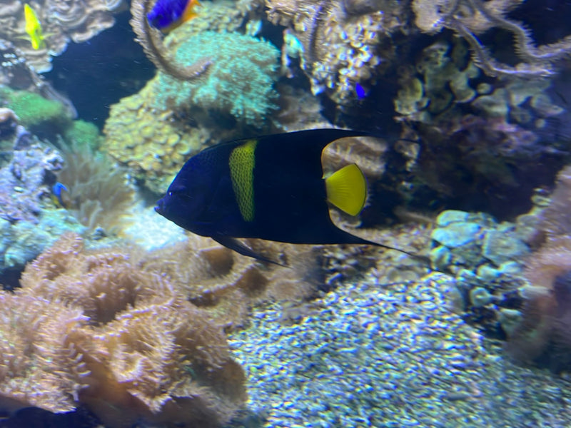Französischer Kaiserfisch — photo 1 sur 1