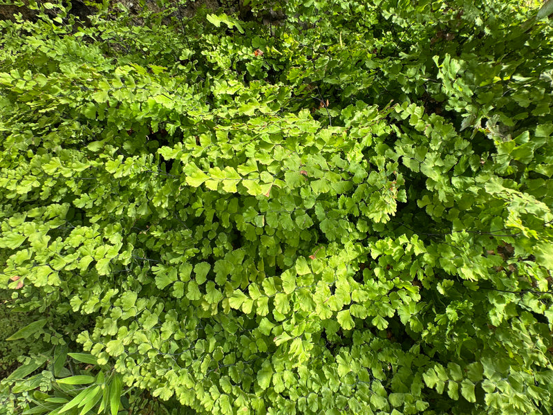 Massif dense de capillaire de Raddi aux pinnules en éventail vert clair et fines tiges sombres caractéristiques, vu d'en haut.