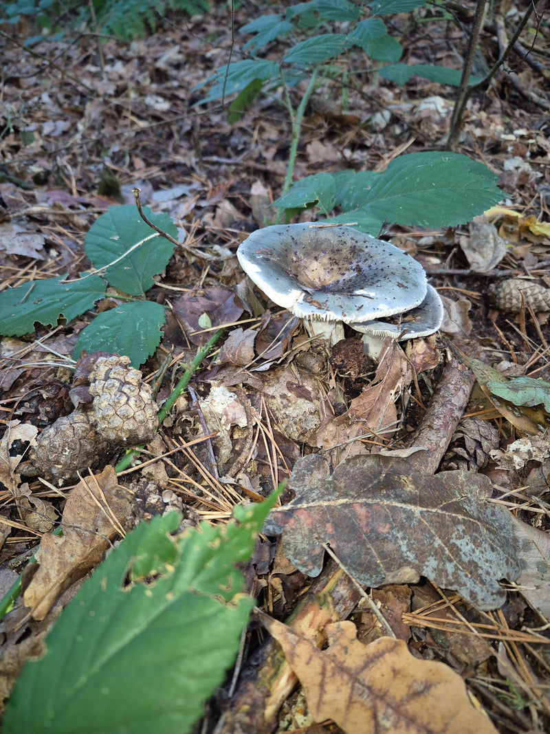 Deux sporophores de la russule charbonnière poussent sur un sol forestier recouvert de feuilles mortes et d'aiguilles de pin.