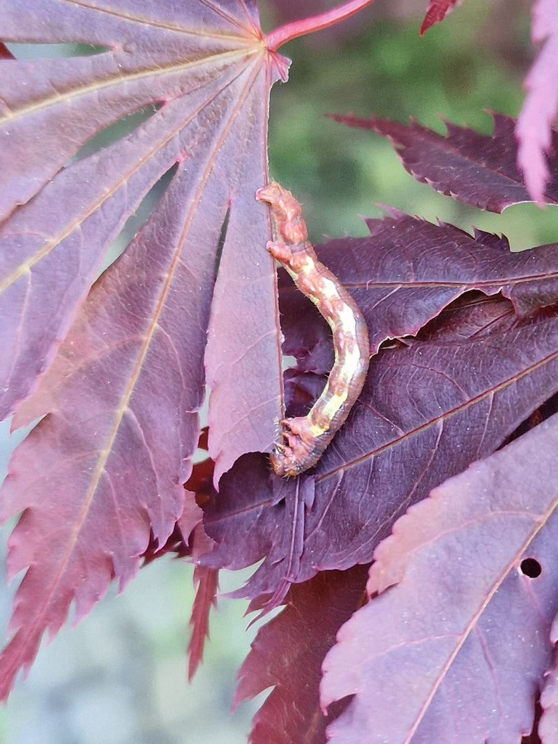 Une chenille de la cheimatobie rampe sur une feuille d'érable rouge sombre. La morphologie typique de la fausse-arpenteuse est bien visible.