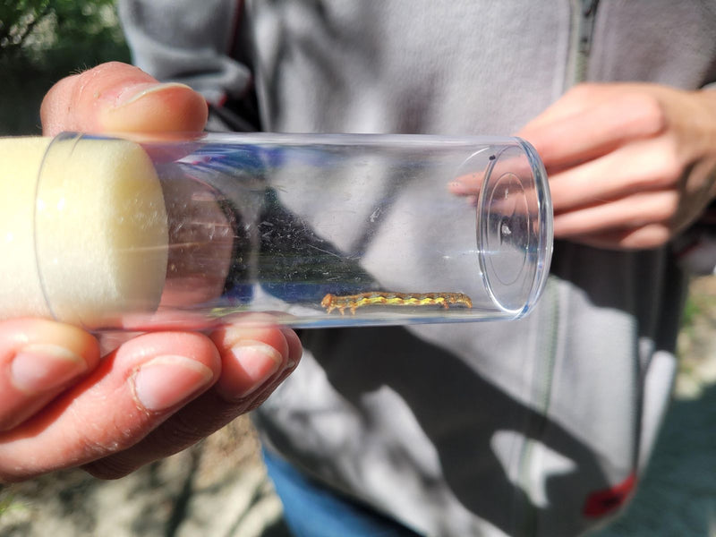Une chenille de la cheimatobie se trouve dans un tube en plastique transparent tenu par des mains.