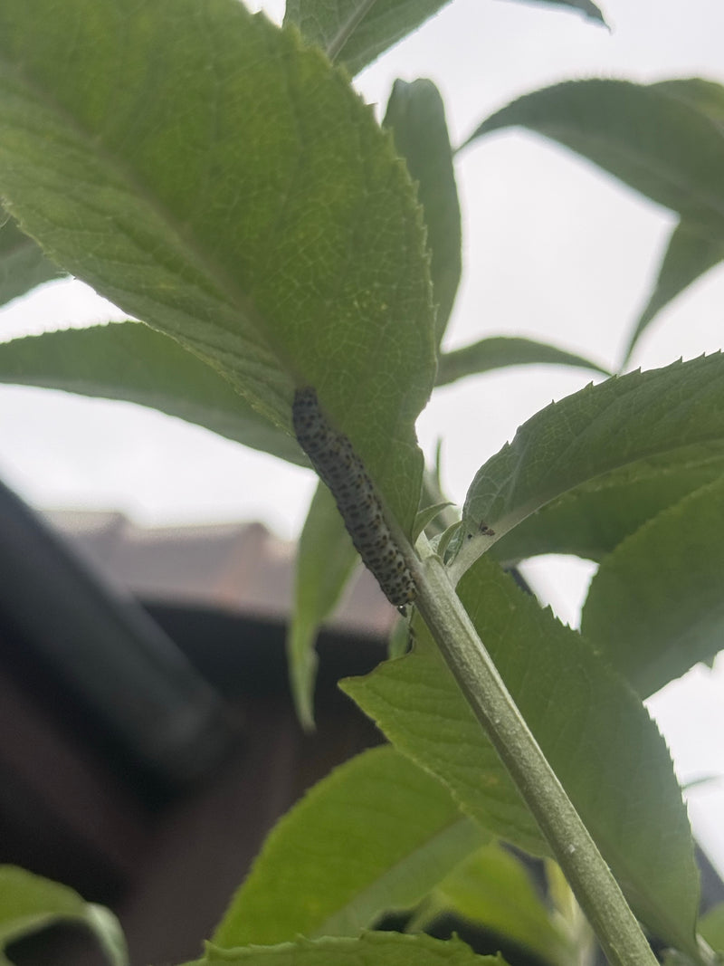 Une chenille de la cheimatobie est assise sur la face inférieure d'une feuille verte. L'animal est bien visible dans son environnement typique.
