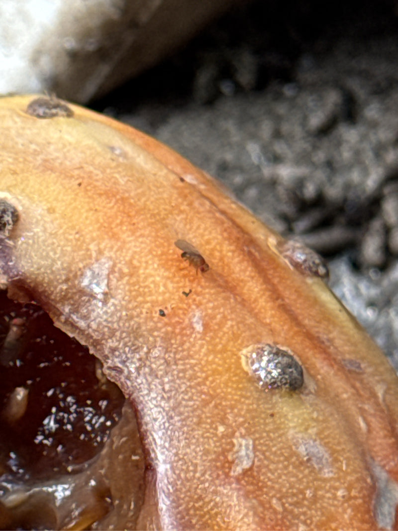 Une petite mouche des fruits est posée sur la peau d'un fruit mûr. L'insecte est bien visible.
