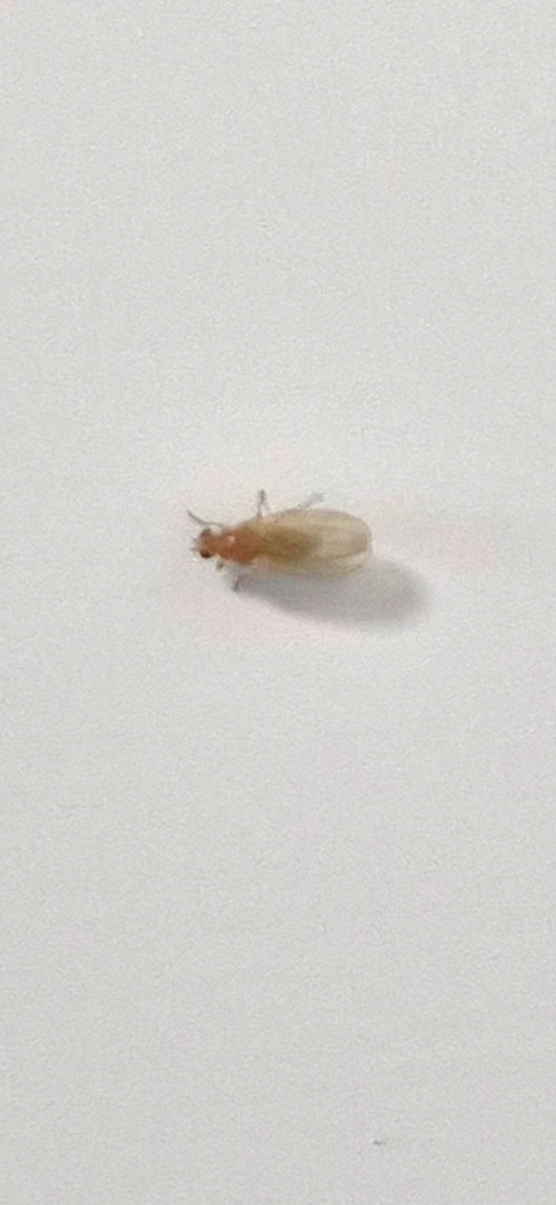 mouche des fruits (chrysalide) — photo 3 sur 4