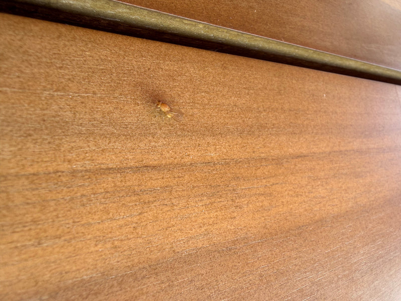 mouche des fruits (chrysalide) — photo 1 sur 4
