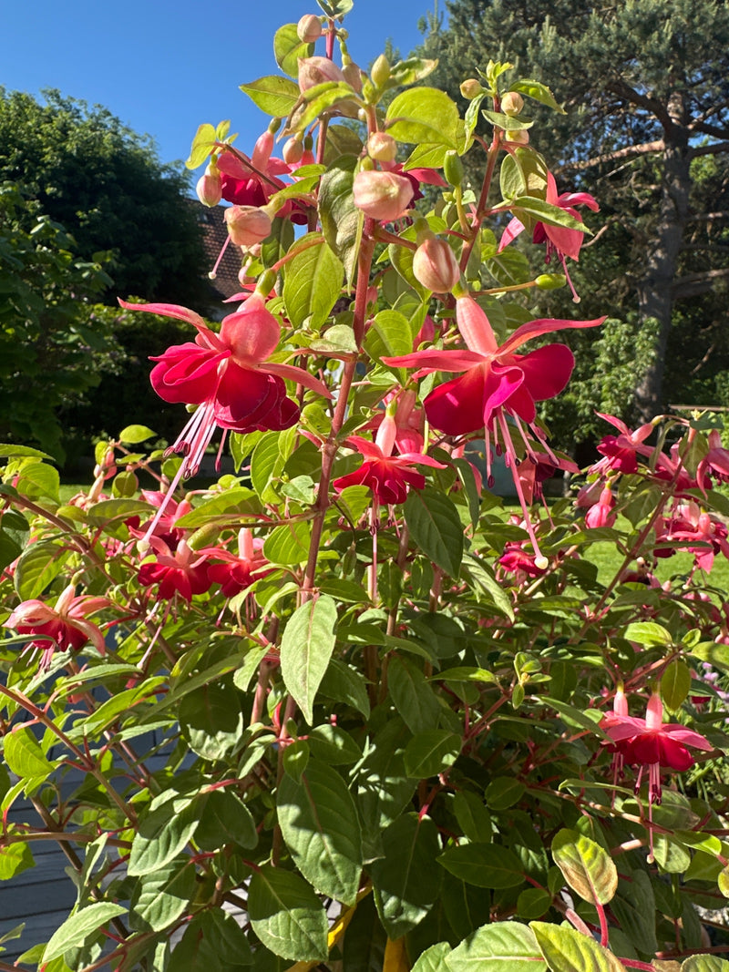 fuchsia — Bild 1