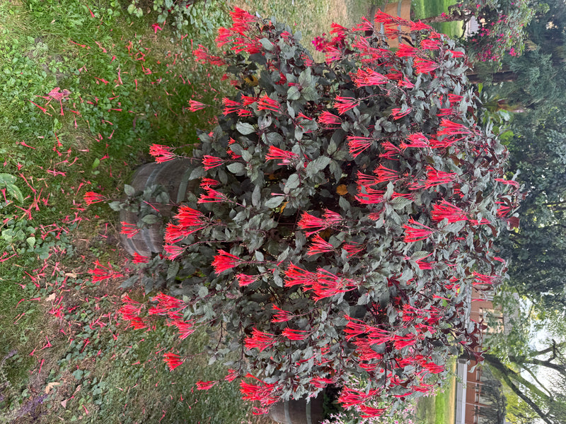 Un grand buisson de fuchsia abondamment fleuri, au feuillage sombre et aux nombreuses fleurs tubulaires rouge-orangé, pousse dans un bac en bois.